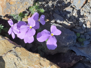 Henri Scordia, le 14 juillet 2022 (Bielsa)