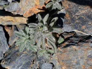 Henri Scordia, le 14 juillet 2022 (Bielsa)