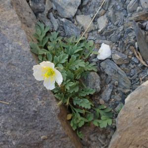 Photographie n°2536666 du taxon Papaver alpinum subsp. suaveolens (Lapeyr. ex P.Fourn.) O.Bolòs & Vigo [1974]