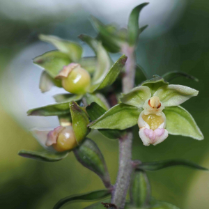 Photographie n°2536690 du taxon Epipactis purpurata Sm. [1828]