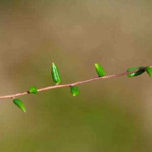 Photographie n°2536700 du taxon Vaccinium oxycoccos L.