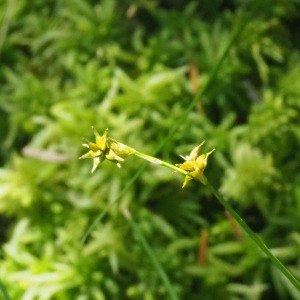 Photographie n°2536703 du taxon Carex echinata Murray