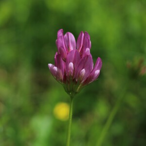 Photographie n°2536725 du taxon Trifolium alpinum L.