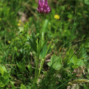 Photographie n°2536737 du taxon Trifolium alpinum L.