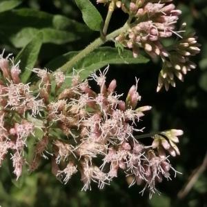  - Eupatorium cannabinum subsp. cannabinum 