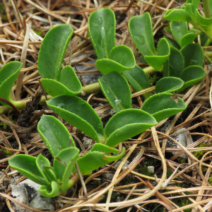 Photographie n°2536780 du taxon Veronica allionii Vill.