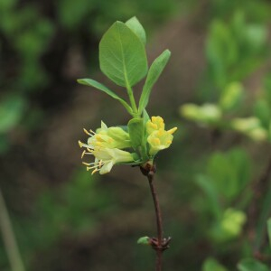 Photographie n°2536786 du taxon Lonicera caerulea L.