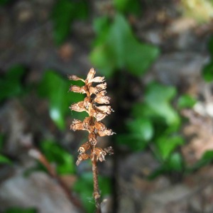 Photographie n°2536789 du taxon Neottia nidus-avis (L.) Rich. [1817]