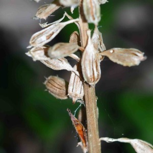 Photographie n°2536790 du taxon Neottia nidus-avis (L.) Rich. [1817]