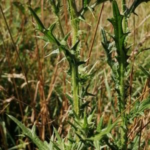 Photographie n°2536797 du taxon Cirsium vulgare subsp. vulgare 
