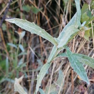 Photographie n°2536852 du taxon Centaurea paniculata subsp. paniculata