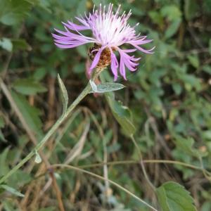 Photographie n°2536853 du taxon Centaurea paniculata subsp. paniculata