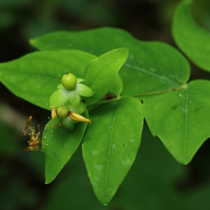 Photographie n°2536952 du taxon Hypericum androsaemum L.