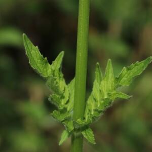 Photographie n°2536956 du taxon Valeriana officinalis L.