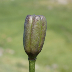 Photographie n°2536978 du taxon Lilium pyrenaicum Gouan