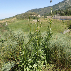 Photographie n°2536981 du taxon Lilium pyrenaicum Gouan