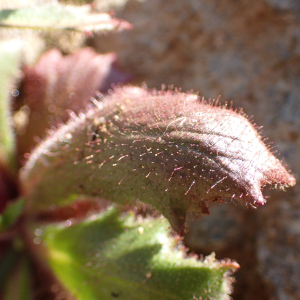 Photographie n°2537004 du taxon Micranthes clusii (Gouan) Fern.Prieto, V.Vázquez, Vallines & Cires.