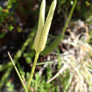 Photographie n°2537019 du taxon Lycopodium clavatum L.