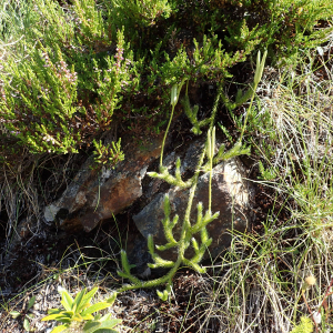 Photographie n°2537023 du taxon Lycopodium clavatum L.