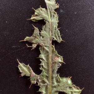 Photographie n°2537126 du taxon Cirsium arvense (L.) Scop. [1772]