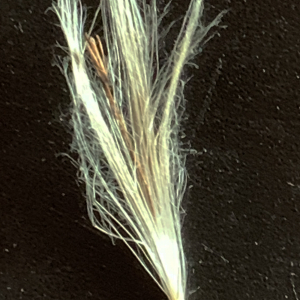 Photographie n°2537133 du taxon Cirsium arvense (L.) Scop. [1772]