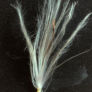 Photographie n°2537136 du taxon Cirsium arvense (L.) Scop. [1772]