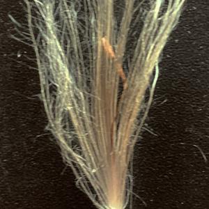Photographie n°2537139 du taxon Cirsium arvense (L.) Scop. [1772]