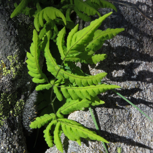 Photographie n°2537148 du taxon Gymnocarpium dryopteris (L.) Newman