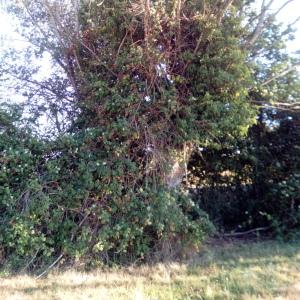 Photographie n°2537166 du taxon Salix