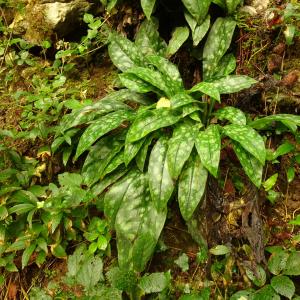 Photographie n°2537178 du taxon Pulmonaria longifolia (Bastard) Boreau [1857]