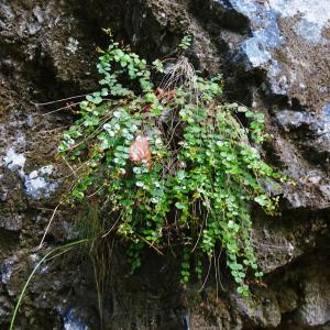 Photographie n°2537193 du taxon Hypericum nummularium L. [1753]