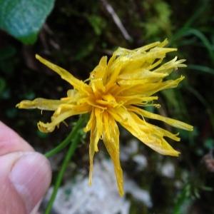 Photographie n°2537194 du taxon Hieracium neocerinthe Fr. [1848]