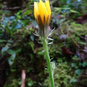  - Hieracium neocerinthe Fr. [1848]