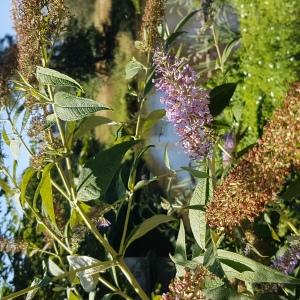 Photographie n°2537228 du taxon Buddleja davidii Franch. [1887]