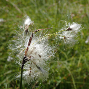 Photographie n°2537255 du taxon Eriophorum angustifolium Honck.