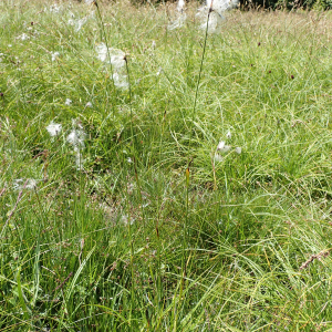 Photographie n°2537258 du taxon Eriophorum angustifolium Honck.