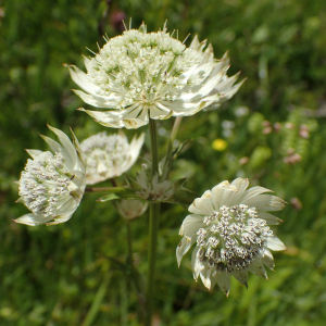 Photographie n°2537264 du taxon Astrantia major L.