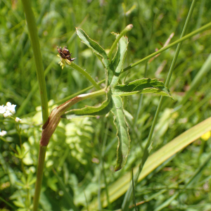 Photographie n°2537265 du taxon Astrantia major L.