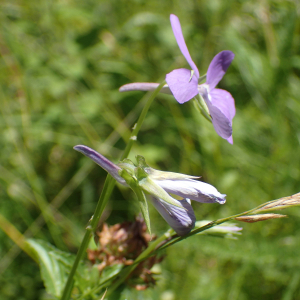 Photographie n°2537268 du taxon Viola cornuta L.