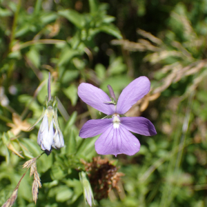 Photographie n°2537269 du taxon Viola cornuta L.