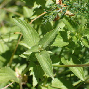 Photographie n°2537270 du taxon Viola cornuta L.