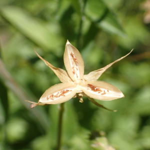 Photographie n°2537271 du taxon Viola cornuta L.