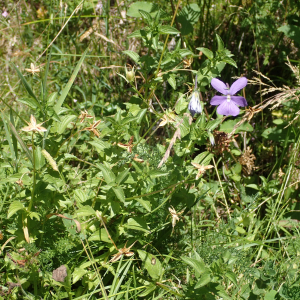 Photographie n°2537272 du taxon Viola cornuta L.