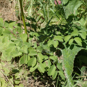 Photographie n°2537275 du taxon Thalictrum aquilegiifolium L.