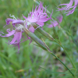 Photographie n°2537295 du taxon Dianthus hyssopifolius L.