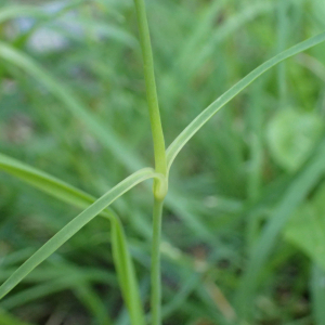 Photographie n°2537297 du taxon Dianthus hyssopifolius L.