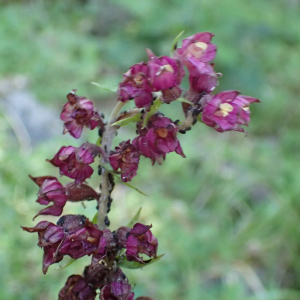 Photographie n°2537308 du taxon Epipactis atrorubens (Hoffm.) Besser