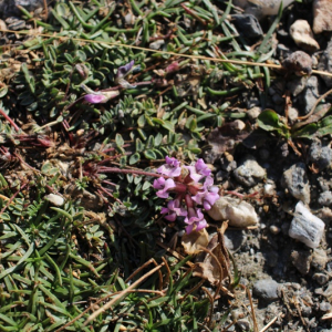 Photographie n°2537322 du taxon Oxytropis helvetica Scheele