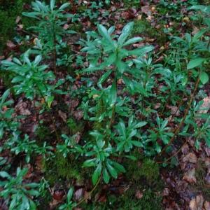 Photographie n°2537362 du taxon Daphne laureola L. [1753]