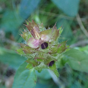 Photographie n°2537368 du taxon Prunella grandiflora (L.) Schöller